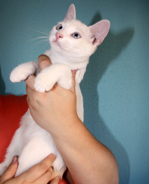 Fiorella, gatita siamesa Cream Point nacida en Marzo´13 esterilizada, en adopción. Valencia.-ADOPTADA. 9216732831_e87e89ddac_z