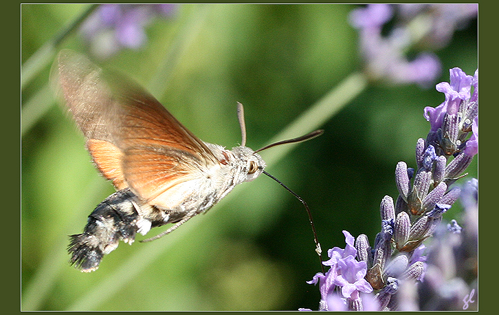 Dans le jardin des Minuscules... 9348701785_1af443eb56_o