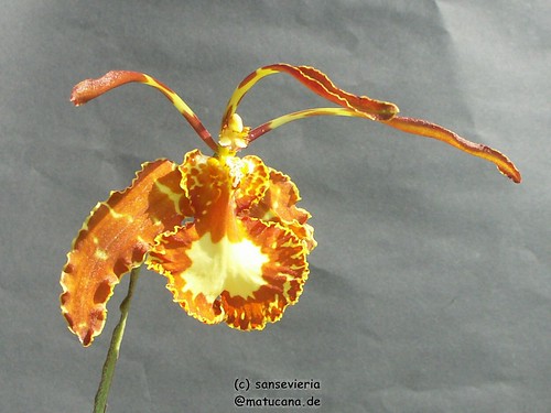 Psychopsis - Seite 3 13443733965_295f9cc0ed