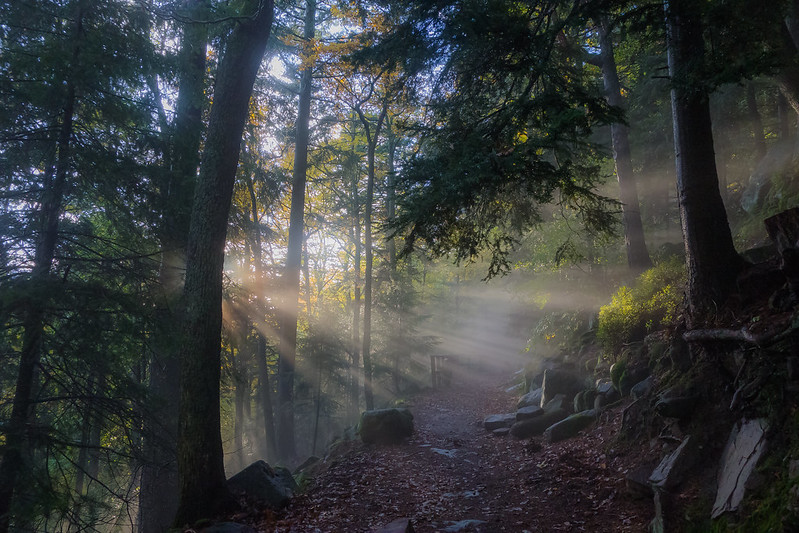 Rayons à travers le feuillage  10437265424_afe4bc25a6_c