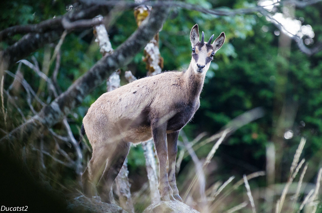 Les chamois du matin (Pentax K5IIs ) 9514356989_2e3db0262f_b