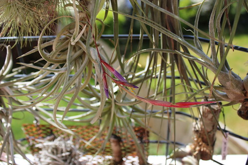 Tillandsia ferrisiana et fuchsii