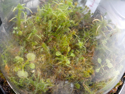 Dionaea tremor et spiderman et drosera andromeda 12900616934_3f8789bd95