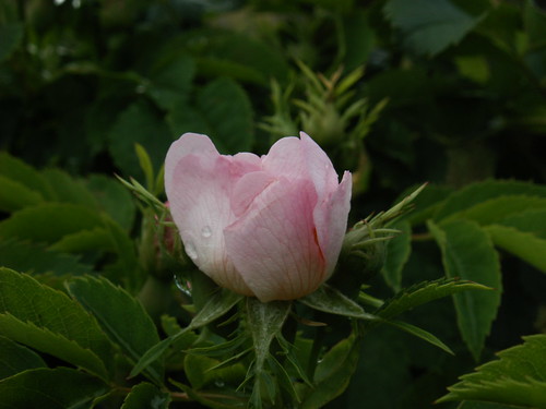 Rosa canina