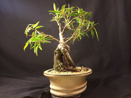 Recently acquired willow leaf ficus 12126555916_a76e05a83f