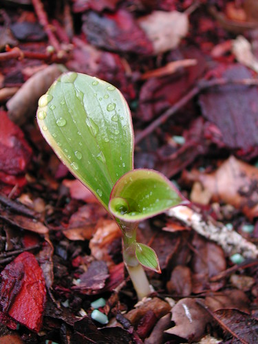 Tricirtis formosana 'Gilt Edge'