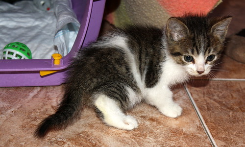 Pecoso, gatito blanco y pardo activo y extrovertido, nacido en Octubre´13 en adopción. Valencia. ADOPTADO. 10932913535_a495df5285