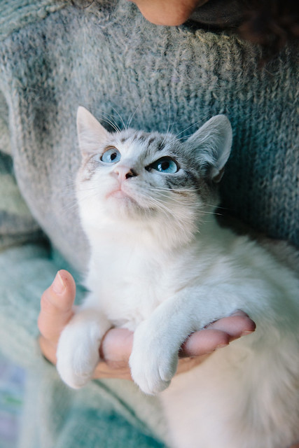 Alaska, gata cruce Ragdoll muy tímida y dulce, nacida en Julio´13 en adopción. Valencia. ADOPTADA. 11569743916_17313b6ff7_z