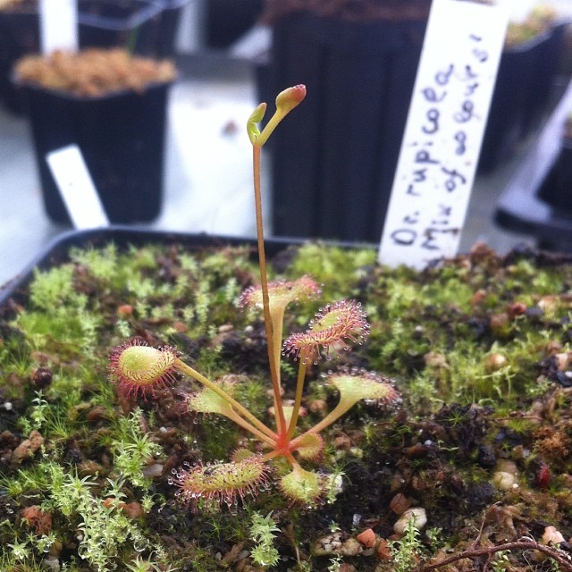 Les drosera tubereux  10058105475_ff8fb36eac_z