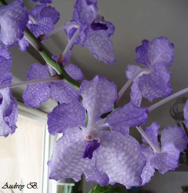 Vanda coerulea 10911467575_8b5ec94f16_z