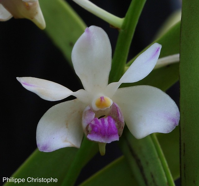 Vanda lilacina 12455865305_b93a4e7ea6_z