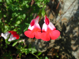 Salvia microphylla 'Hot Lips'