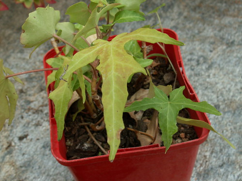 Hedera helix