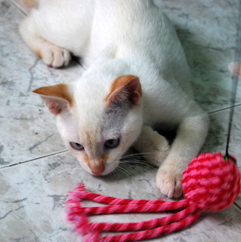 Fito, gatito siamés Red Point perfecto para perros, nacido en Marzo´13 esterilizado, en adopción. Valencia. ADOPTADO. 9136019038_76a1e2dc60