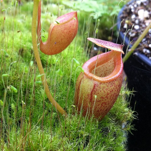 Nepenthes flava x jamban