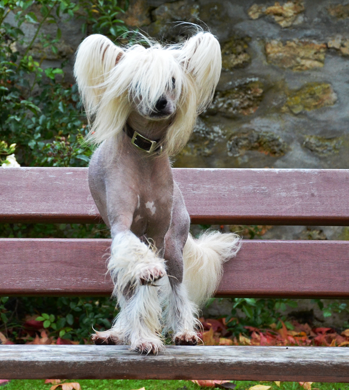 Joyeuse petite troupe de Chiens Chinois : Chuck, Raya et compagnie… - Page 3 10668229864_b52c0e67c8_o