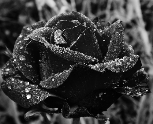 Black Rose 8238163087_477622e085