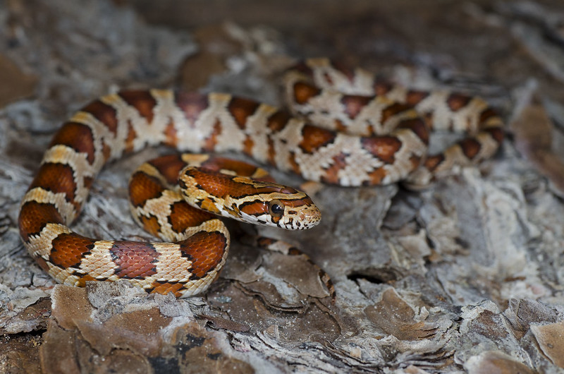 A week and a half of solid Florida herping...  7233443080_1555cbccac_c