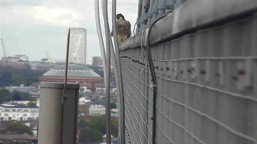 Day 71  - juvenile on corner of East wing with Royal Albert Hall in background