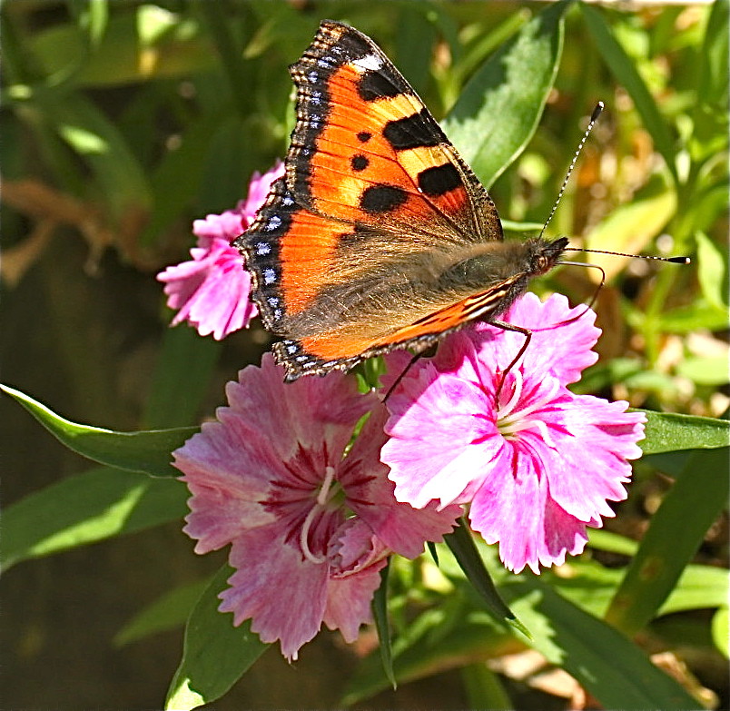 Vlinder in de tuin 7338111536_a09a5a2ccd_b