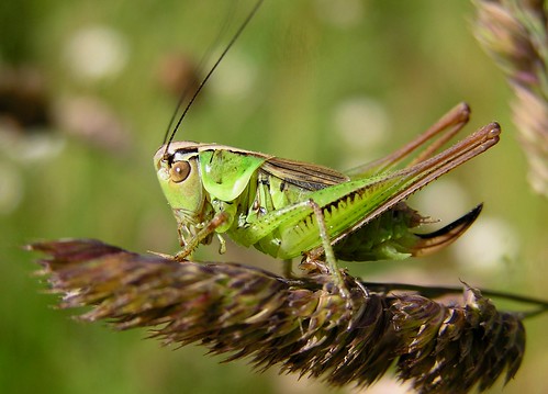 Bicolorana roeselii - Decticelle bariolée (♀) - Roesel's bush-cricket - 18/06/12