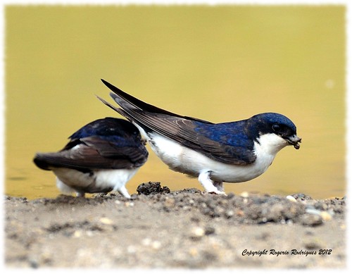 Delichon urbica (House Martin ) Andorinha Beirais 