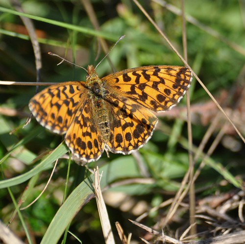 Clossiana dia ou Boloria dia  - Violet fritillary - Petite violette -  23/07/12