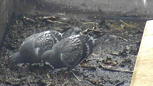 Day 76  - 2 pigeons feeding on nest ledge