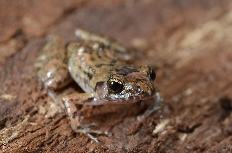 A week and a half of solid Florida herping...  7233441432_a5234fff52_c