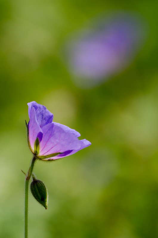 géranium vivace violet au soleil violet... [EDIT] 7477608508_d0f05b65c4_c