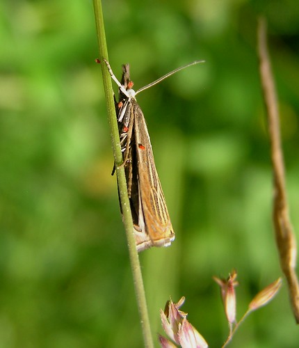 Chrysocrambus craterellus - 19/06/12