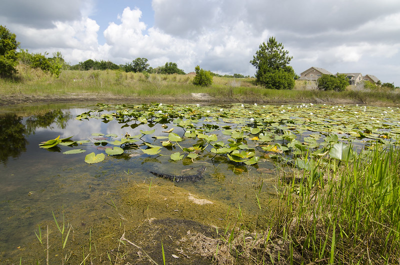 A week and a half of solid Florida herping...  7233455116_e51d98dcd5_c