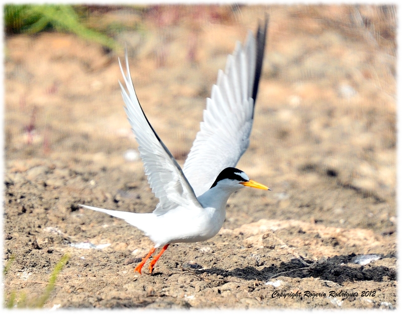 Sternula albifrons ( Little Tern )Andorinha-do-mar-anã 