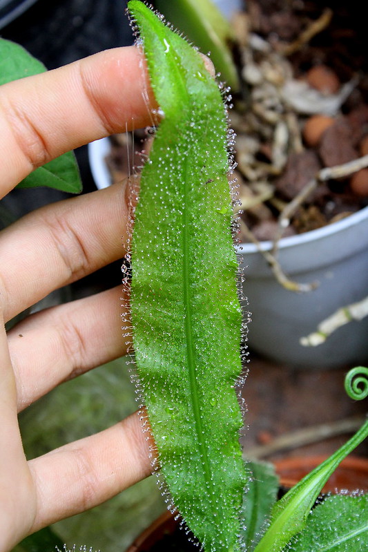 Drosera adelae 7412811588_8b640f20ff_c