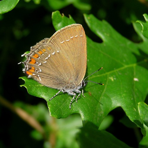 Satyrium acaciae - Thècle de l'aramel ou Thècle de l'acacia - Sloe Hairstreak - 29/06/12