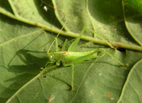 Meconema meridionale - Le Méconème fragile (♂) - Southern oak bush cricket - 10/09/12