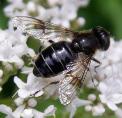 Eristalis rupium 7891787172_9b07581a18_o