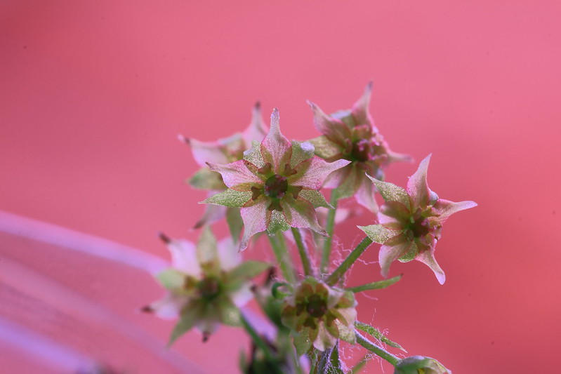 Drosera adelae 7970786608_bf56654ffa_c