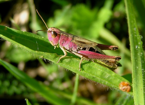 Chorthippus parallelus - Meadow grasshopper - Criquet des pâtures - 26/08/12