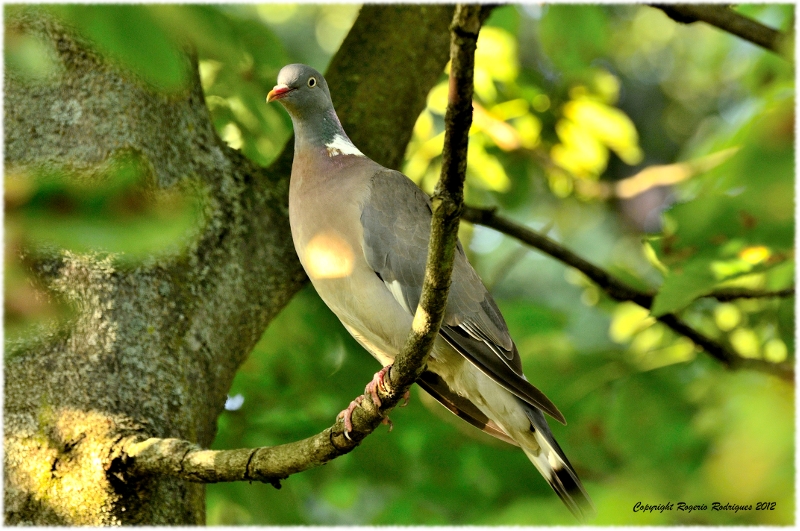 Pombo Torcaz 2-Columba palumbus