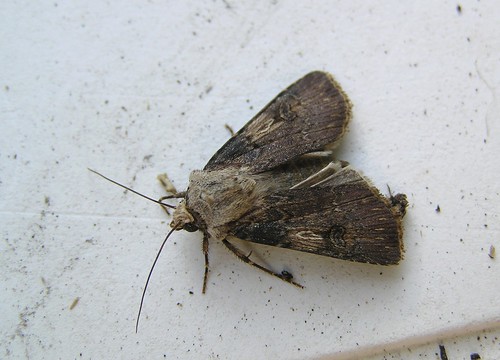 Agrotis puta - La Noctuelle des Renouées - Shuttle-shaped Dart - 22/08/12