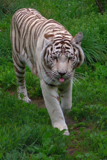 Zoo d'Amnéville 7916943088_038cc3912c_z