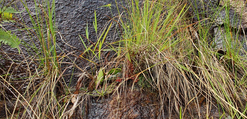 Os tesouros de Macau I (feat. Drosera spatulata) 7982303557_183a9777d6_c