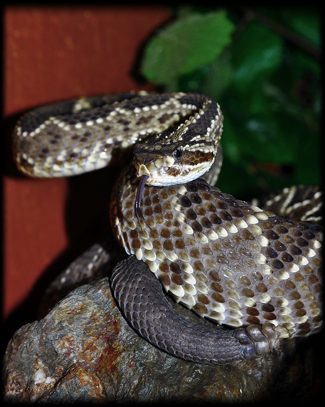 Pictures from Peter Zürcher's reptile zoo ...Update 2017 - Page 3 8015056284_469ed16310_c