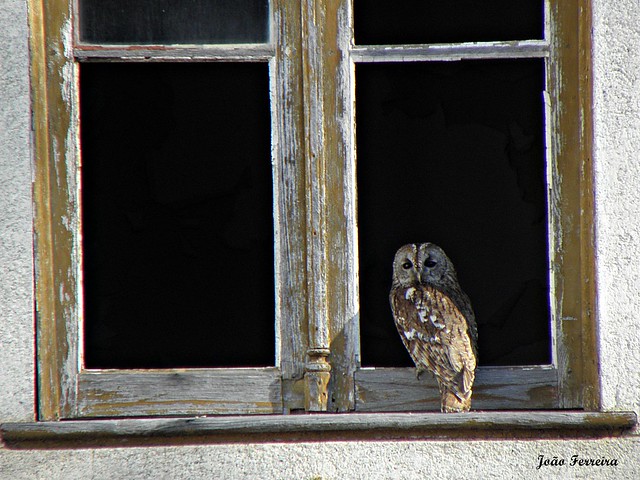 Coruja-do-mato (Strix aluco)