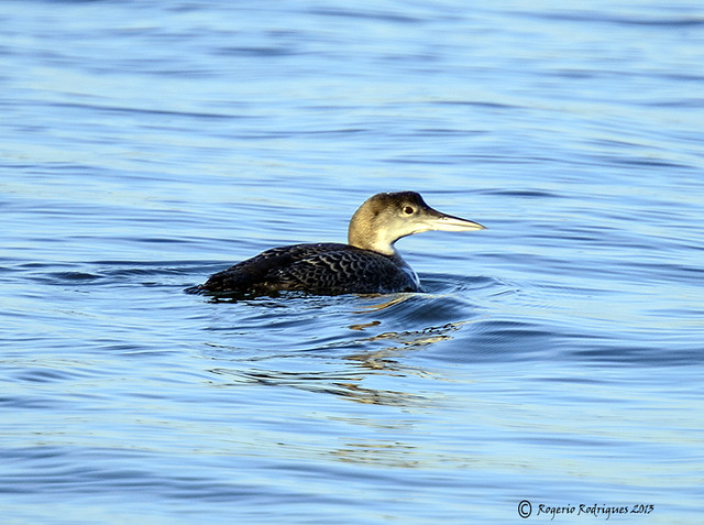 Gavia immer ( Great Northern Loon  )Mobelha Grande