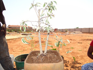 Trying to learn on a ficus Benjamina 8082008653_11bf546464