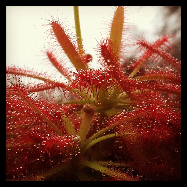 Pour commencer les première photo de drosera  8397014702_23a9ba4a9b_z