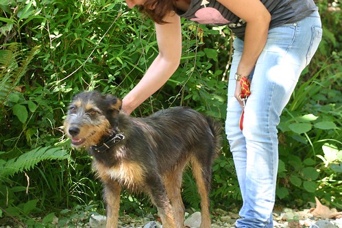 Nano, M terrier tricolor-Adoptado 8261234998_ca73bde506