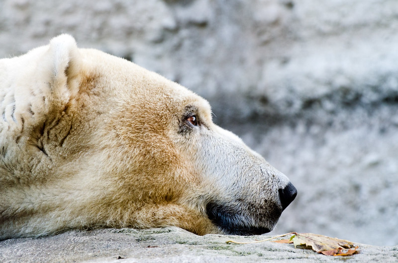 Ours blanc, l'oeil et la feuille [EDIT v2] 8222343844_08dcae803a_c